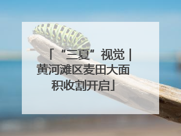 “三夏”视觉｜黄河滩区麦田大面积收割开启