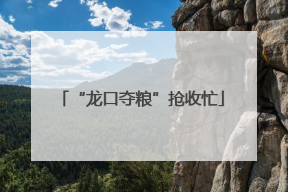 “龙口夺粮”抢收忙