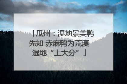 瓜州：湿地景美鸭先知 赤麻鸭为荒漠湿地“上大分”