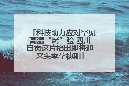 科技助力应对罕见高温“烤”验 四川自贡这片稻田即将迎来头季孕穗期