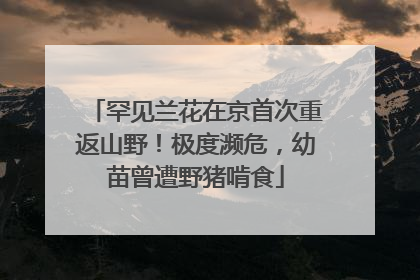 罕见兰花在京首次重返山野！极度濒危，幼苗曾遭野猪啃食