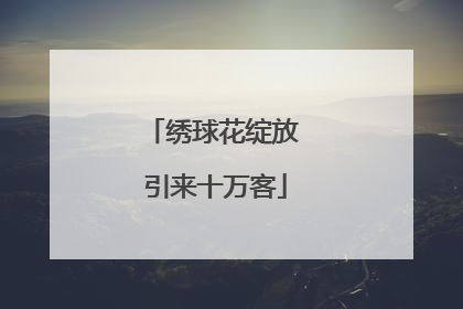 绣球花绽放 引来十万客