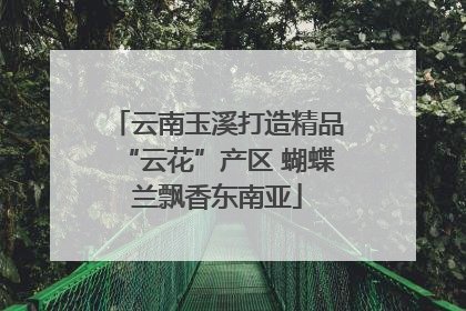 云南玉溪打造精品“云花”产区 蝴蝶兰飘香东南亚
