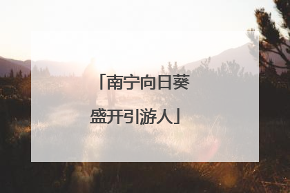 南宁向日葵盛开引游人