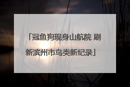冠鱼狗现身山航院 刷新滨州市鸟类新纪录