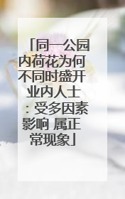 同一公园内荷花为何不同时盛开 业内人士：受多因素影响 属正常现象