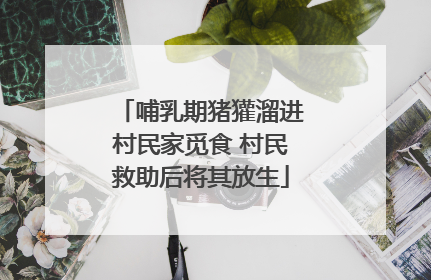 哺乳期猪獾溜进村民家觅食 村民救助后将其放生
