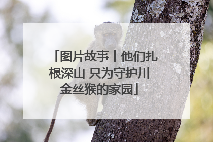 图片故事丨他们扎根深山 只为守护川金丝猴的家园