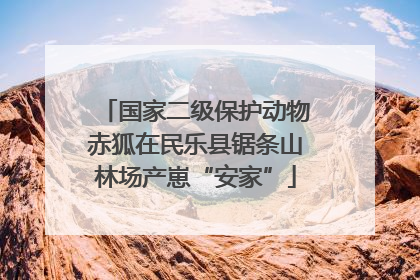 国家二级保护动物赤狐在民乐县锯条山林场产崽“安家”