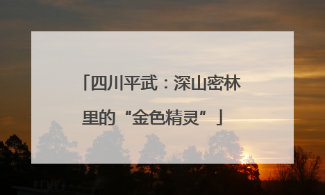 四川平武：深山密林里的“金色精灵”
