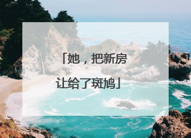 她，把新房让给了斑鸠