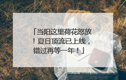 当阳这里荷花怒放！夏日顶流已上线，错过再等一年！