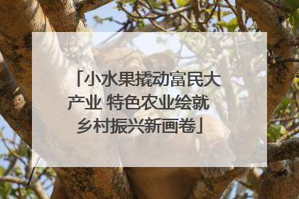 小水果撬动富民大产业 特色农业绘就乡村振兴新画卷