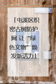 屯溪区织密古树防护网 让“绿色文物”焕发新活力