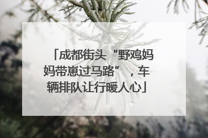 成都街头“野鸡妈妈带崽过马路”，车辆排队让行暖人心