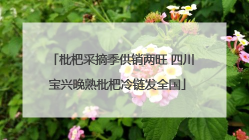 枇杷采摘季供销两旺 四川宝兴晚熟枇杷冷链发全国
