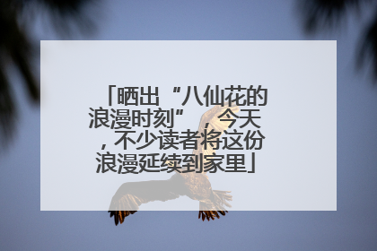 晒出“八仙花的浪漫时刻”，今天，不少读者将这份浪漫延续到家里