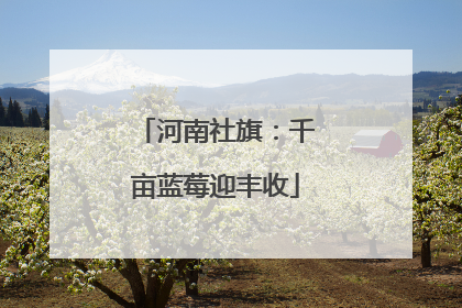 河南社旗：千亩蓝莓迎丰收