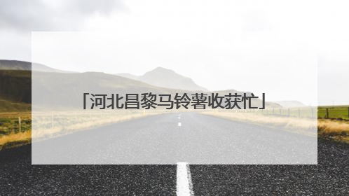 河北昌黎马铃薯收获忙
