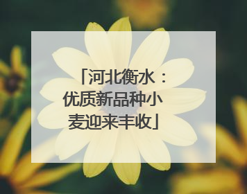 河北衡水：优质新品种小麦迎来丰收