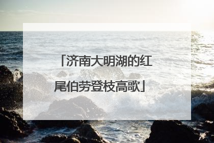 济南大明湖的红尾伯劳登枝高歌
