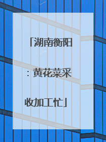 湖南衡阳：黄花菜采收加工忙