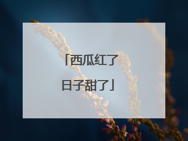 西瓜红了 日子甜了