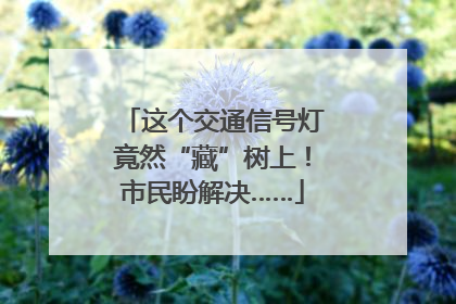 这个交通信号灯竟然“藏”树上！市民盼解决……
