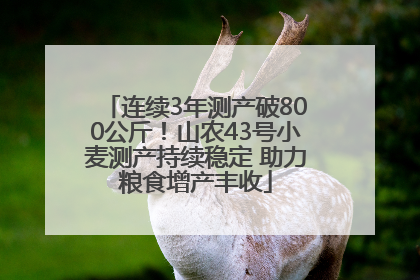 连续3年测产破800公斤！山农43号小麦测产持续稳定 助力粮食增产丰收