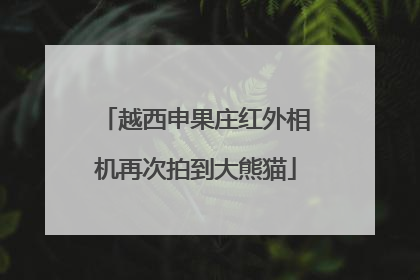 越西申果庄红外相机再次拍到大熊猫