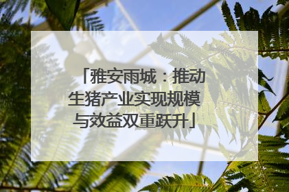 雅安雨城：推动生猪产业实现规模与效益双重跃升