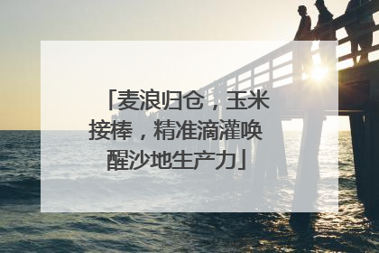 麦浪归仓，玉米接棒，精准滴灌唤醒沙地生产力